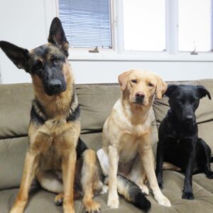 junedogs