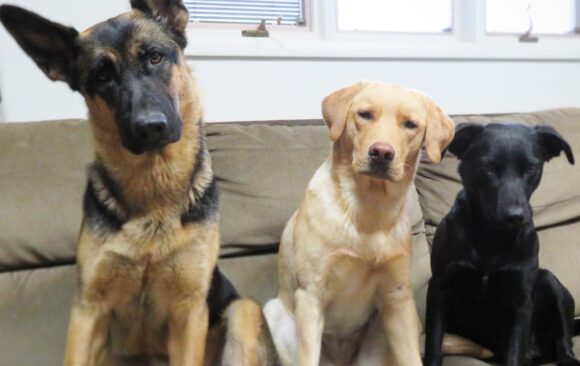junedogs