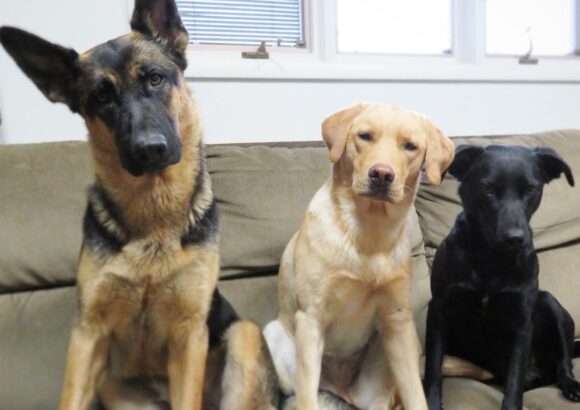 junedogs