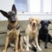 junedogs