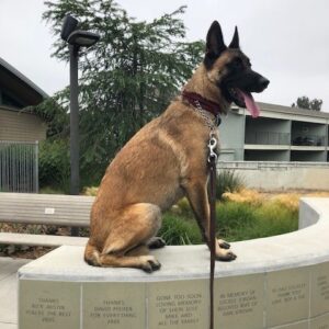 patton